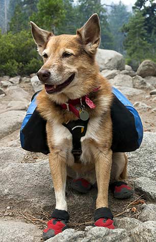 Hund mit Schuhen im Gebirge